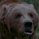 Image for article titled David Mamet and man-eating bears go surprisingly well together